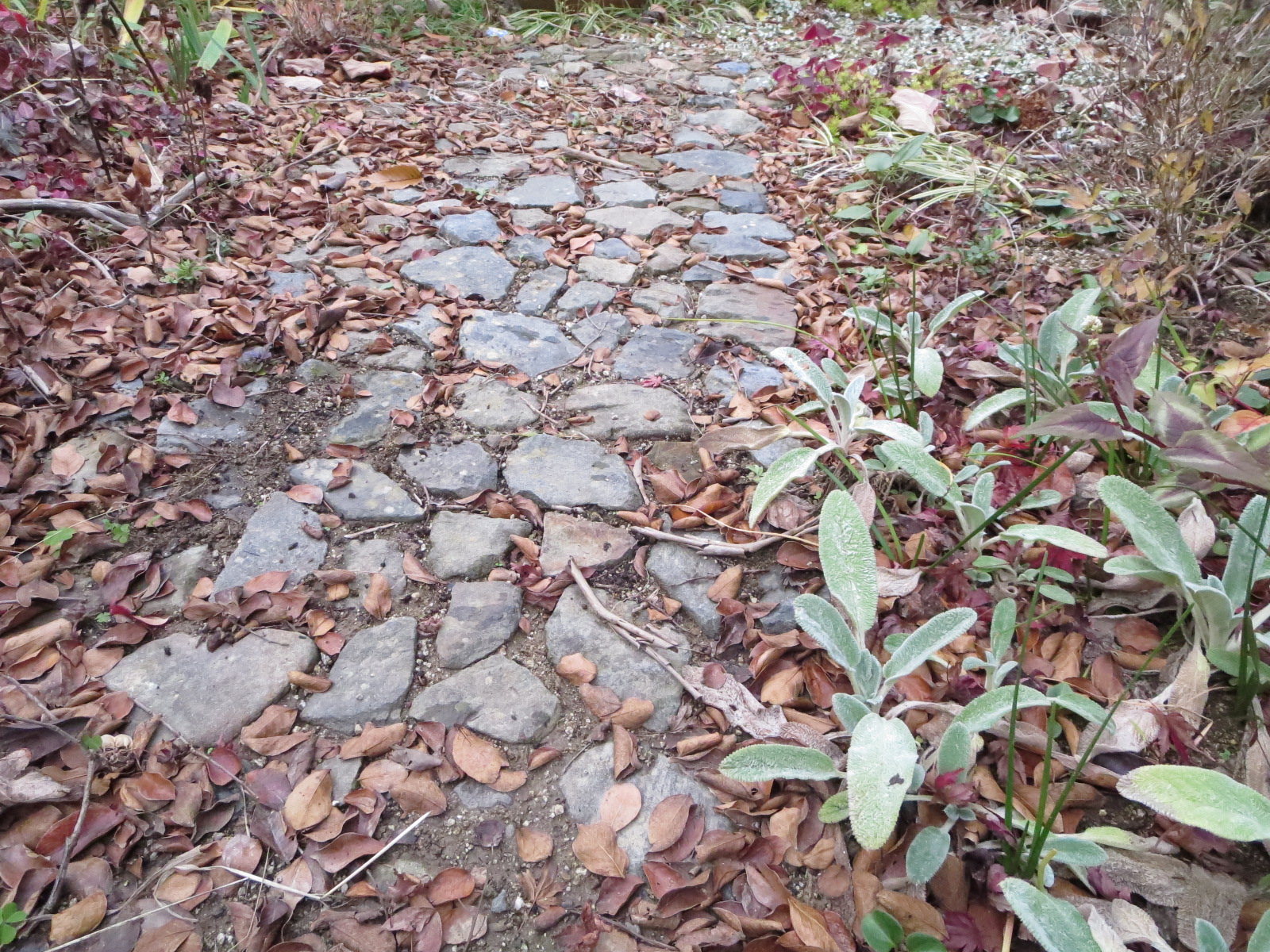 石の小道が庭の風景に馴染んでいます ガーデンリビングから木漏れ日を見上げて