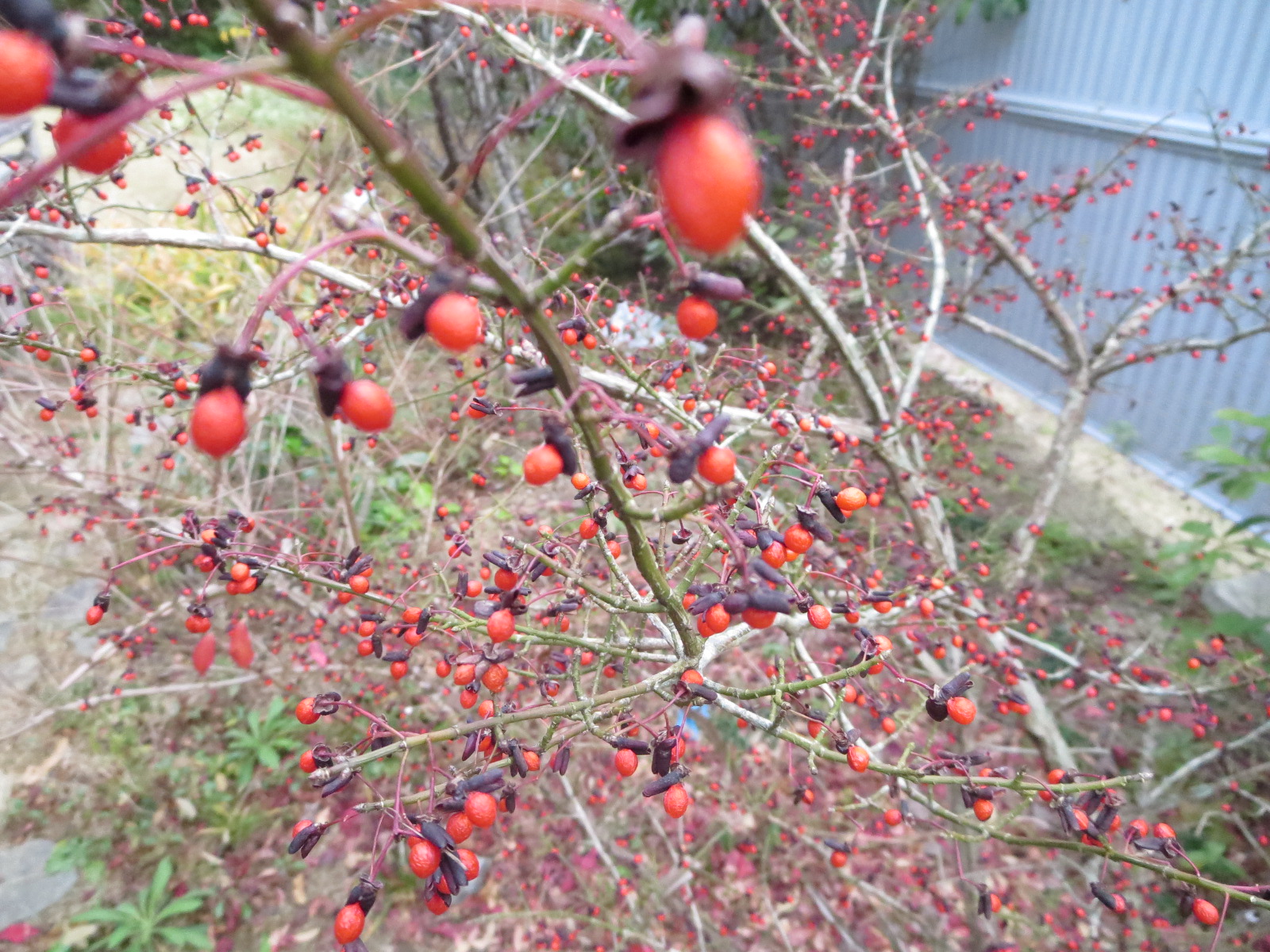 赤い実のなる落葉樹 ニシキギ ガーデンリビングから木漏れ日を見上げて